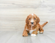 8 week old Mini Irish Doodle Puppy For Sale - Premier Pups