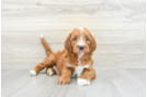 Best Mini Irish Doodle Baby