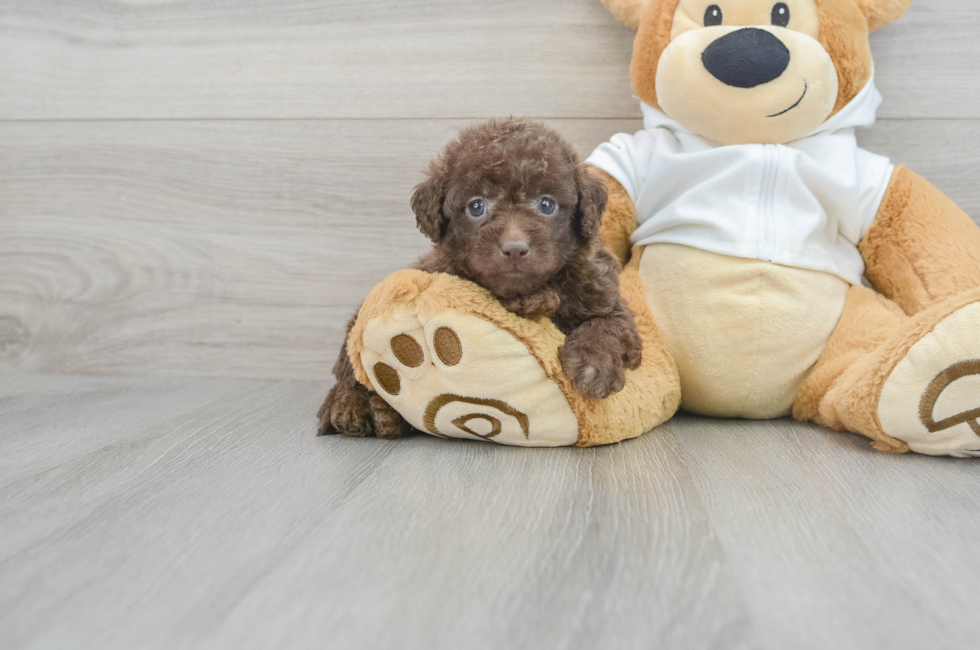 5 week old Mini Labradoodle Puppy For Sale - Premier Pups