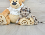 9 week old Mini Labradoodle Puppy For Sale - Premier Pups