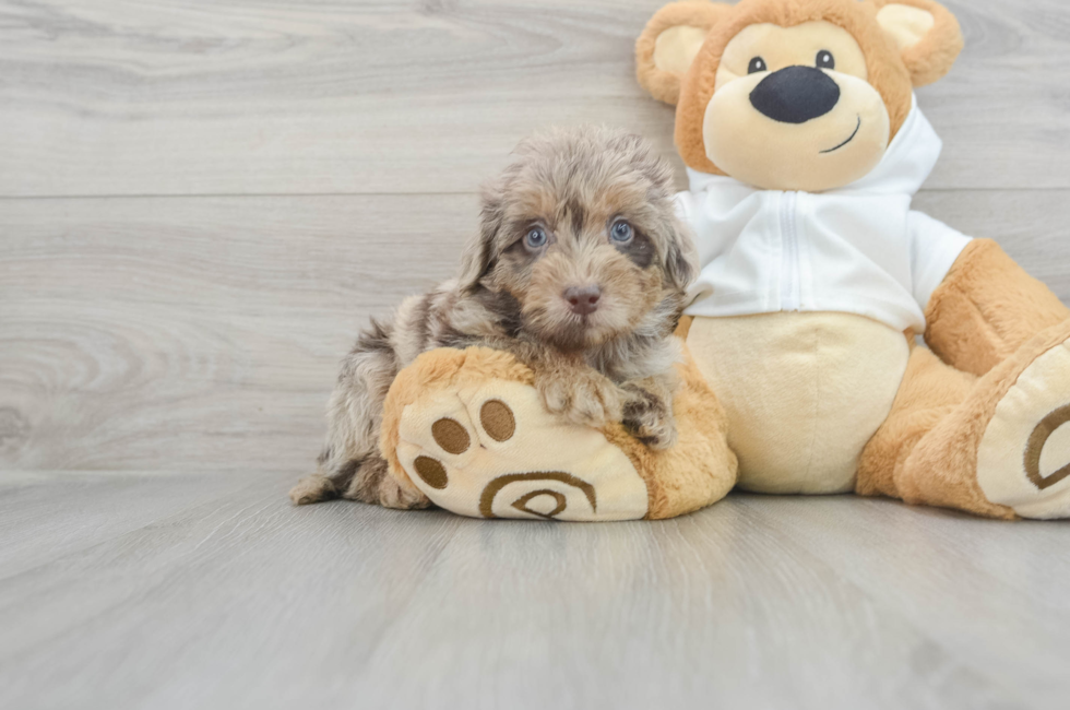 8 week old Mini Labradoodle Puppy For Sale - Premier Pups