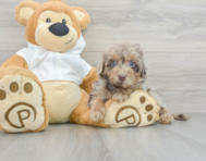9 week old Mini Labradoodle Puppy For Sale - Premier Pups
