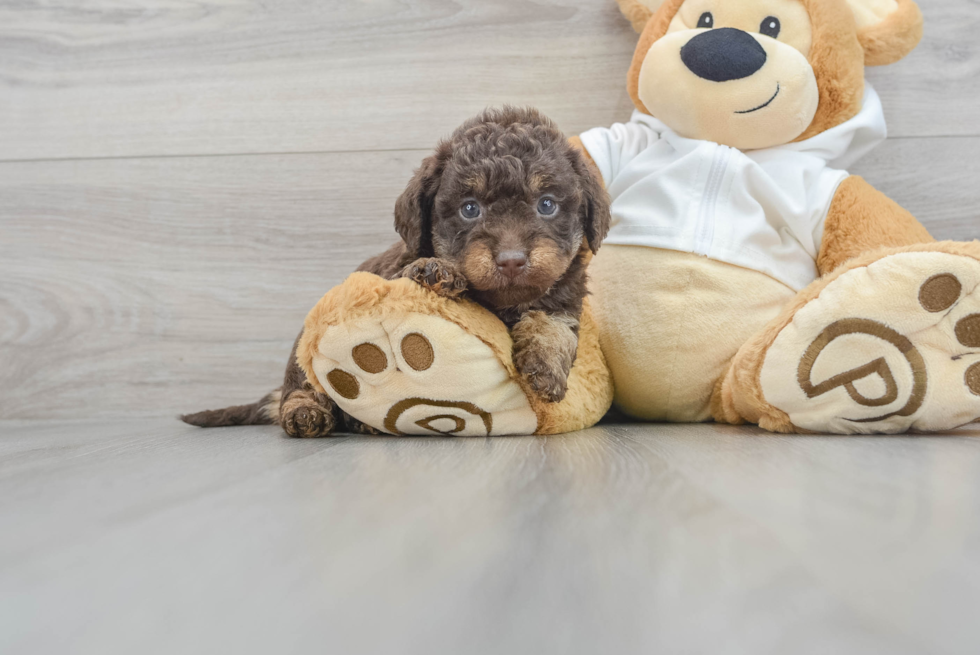 Mini Labradoodle Pup Being Cute