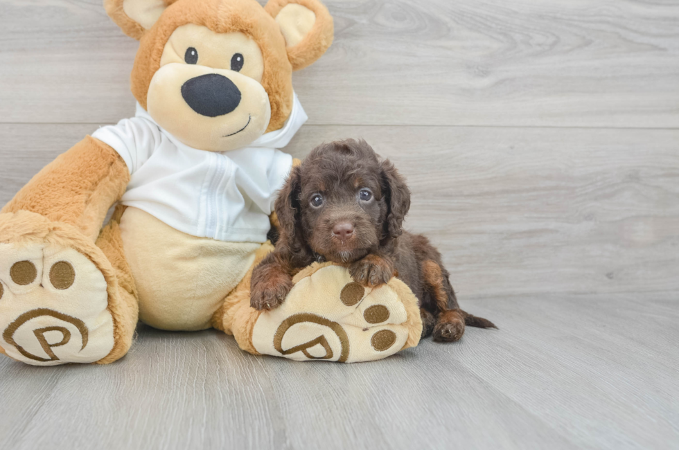 7 week old Mini Labradoodle Puppy For Sale - Premier Pups