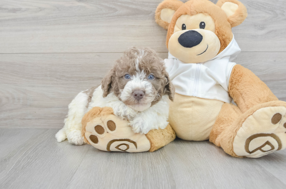 5 week old Mini Labradoodle Puppy For Sale - Premier Pups