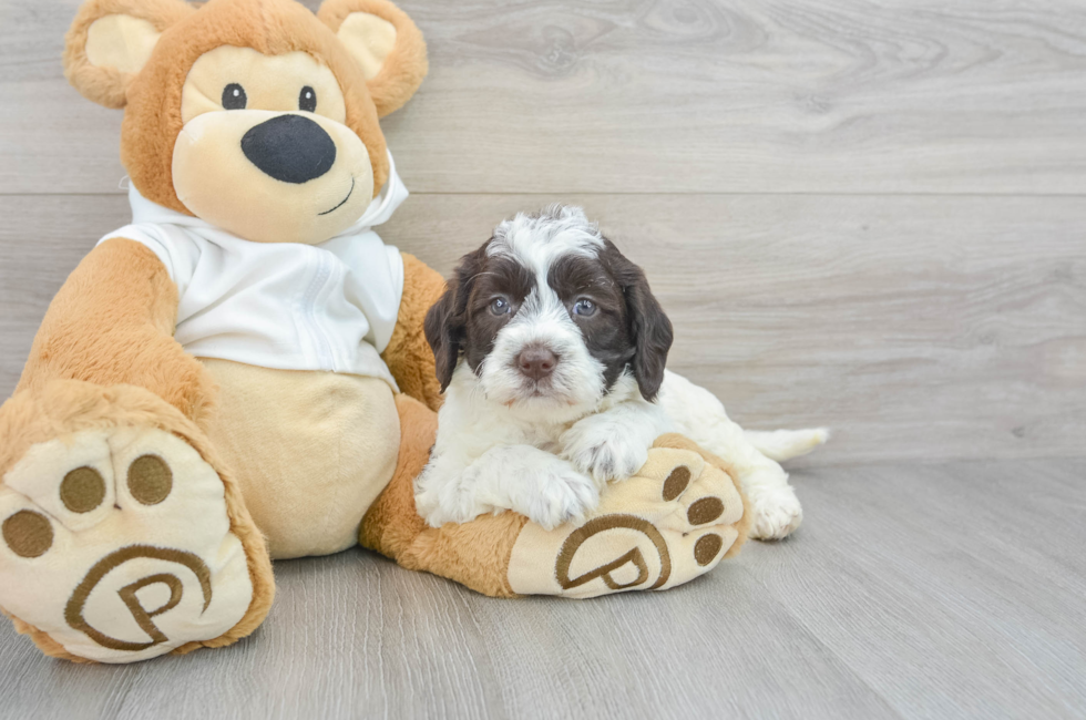 5 week old Mini Labradoodle Puppy For Sale - Premier Pups