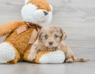 6 week old Mini Labradoodle Puppy For Sale - Premier Pups