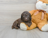 6 week old Mini Labradoodle Puppy For Sale - Premier Pups