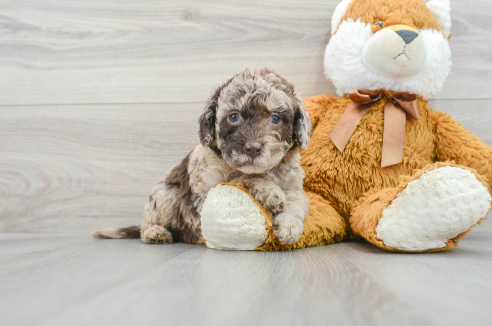5 week old Mini Labradoodle Puppy For Sale - Premier Pups