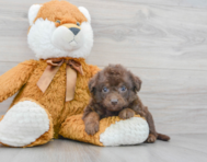 6 week old Mini Labradoodle Puppy For Sale - Premier Pups