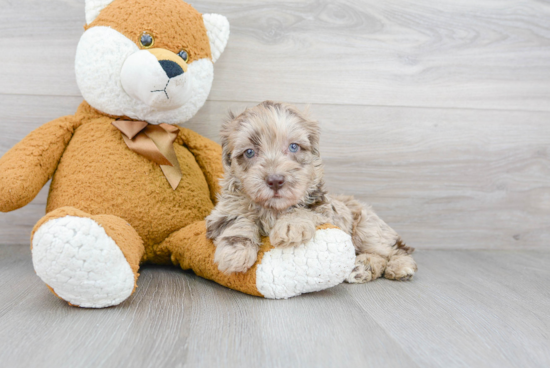 Cute Mini Labradoodle Baby