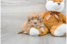 Little Labrador Poodle Mix Puppy