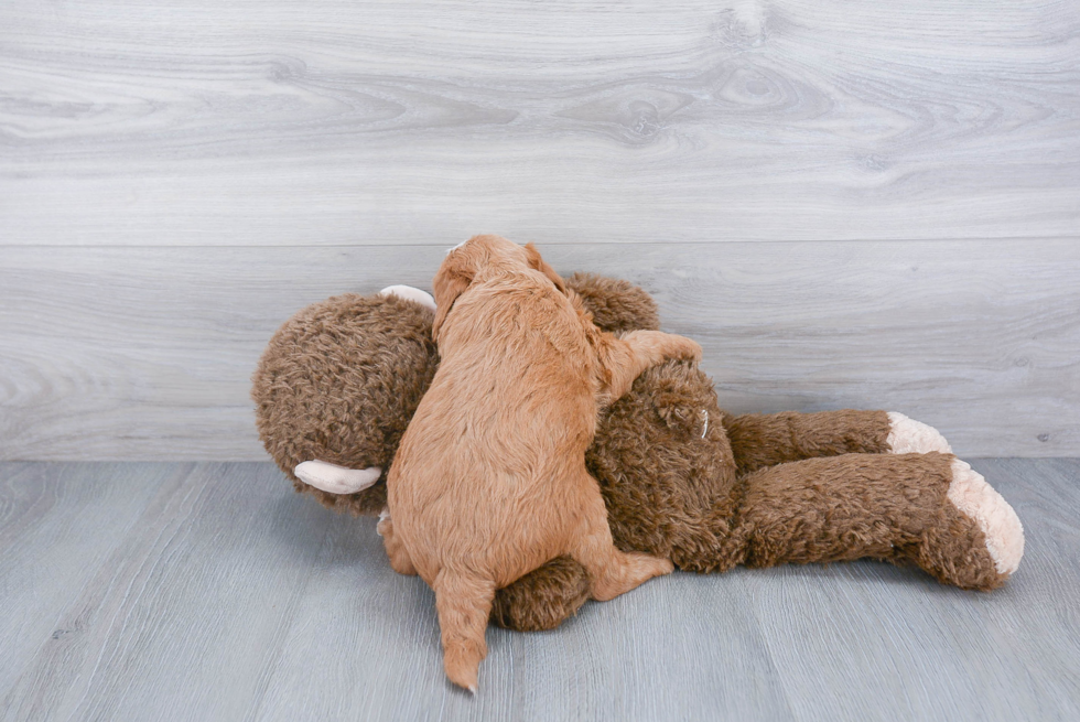 Adorable Labrador Poodle Mix Puppy