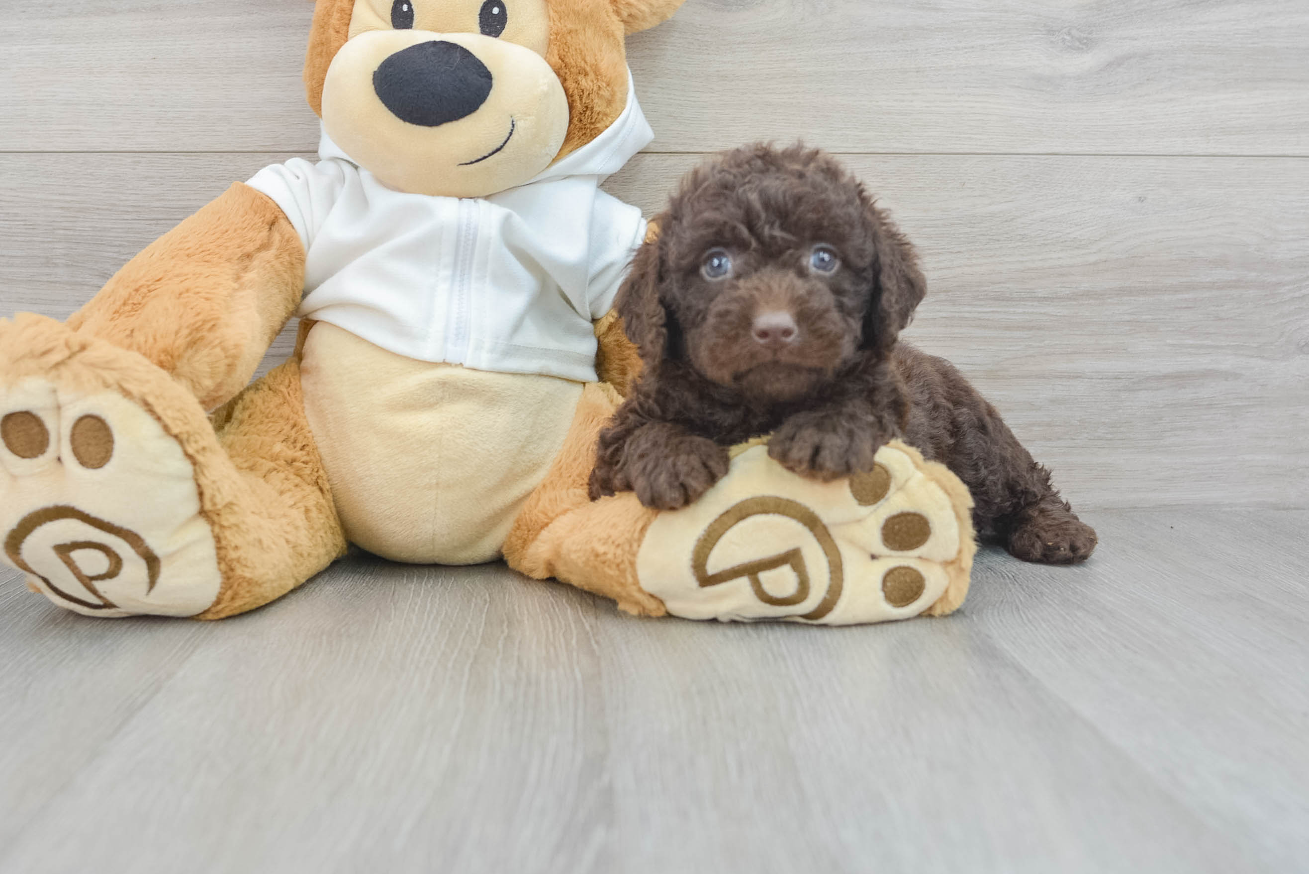 Toy labradoodle 2024 for sale