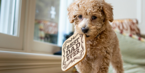 Mini Labradoodle Pros and Cons 