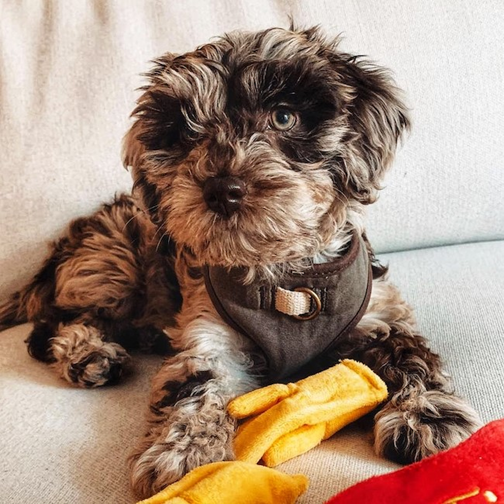 Local mini labradoodle store breeders