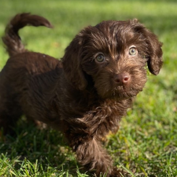 brown mini labradoodle puppy walking on grass