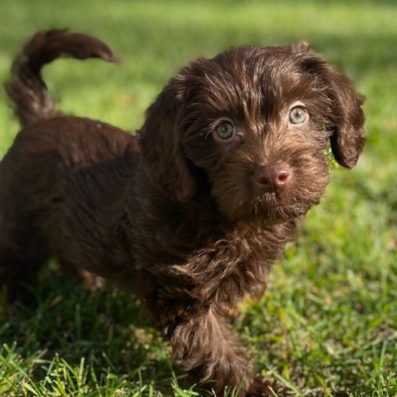 Brown Mini Labradoodle puppy posing on the grass