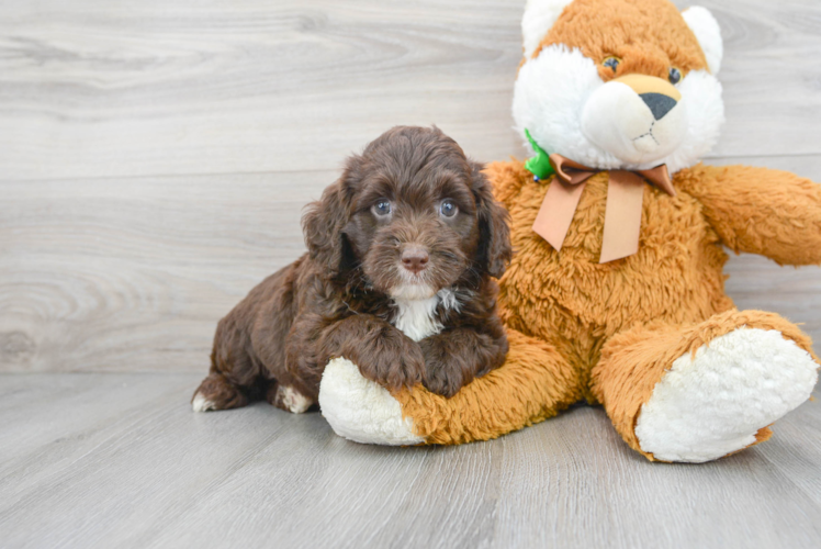 Meet Reeses - our Mini Labradoodle Puppy Photo 1/3 - Premier Pups