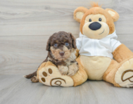 5 week old Mini Labradoodle Puppy For Sale - Premier Pups