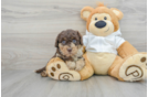 Happy Mini Labradoodle Baby