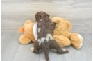 Adorable Labrador Poodle Mix Puppy