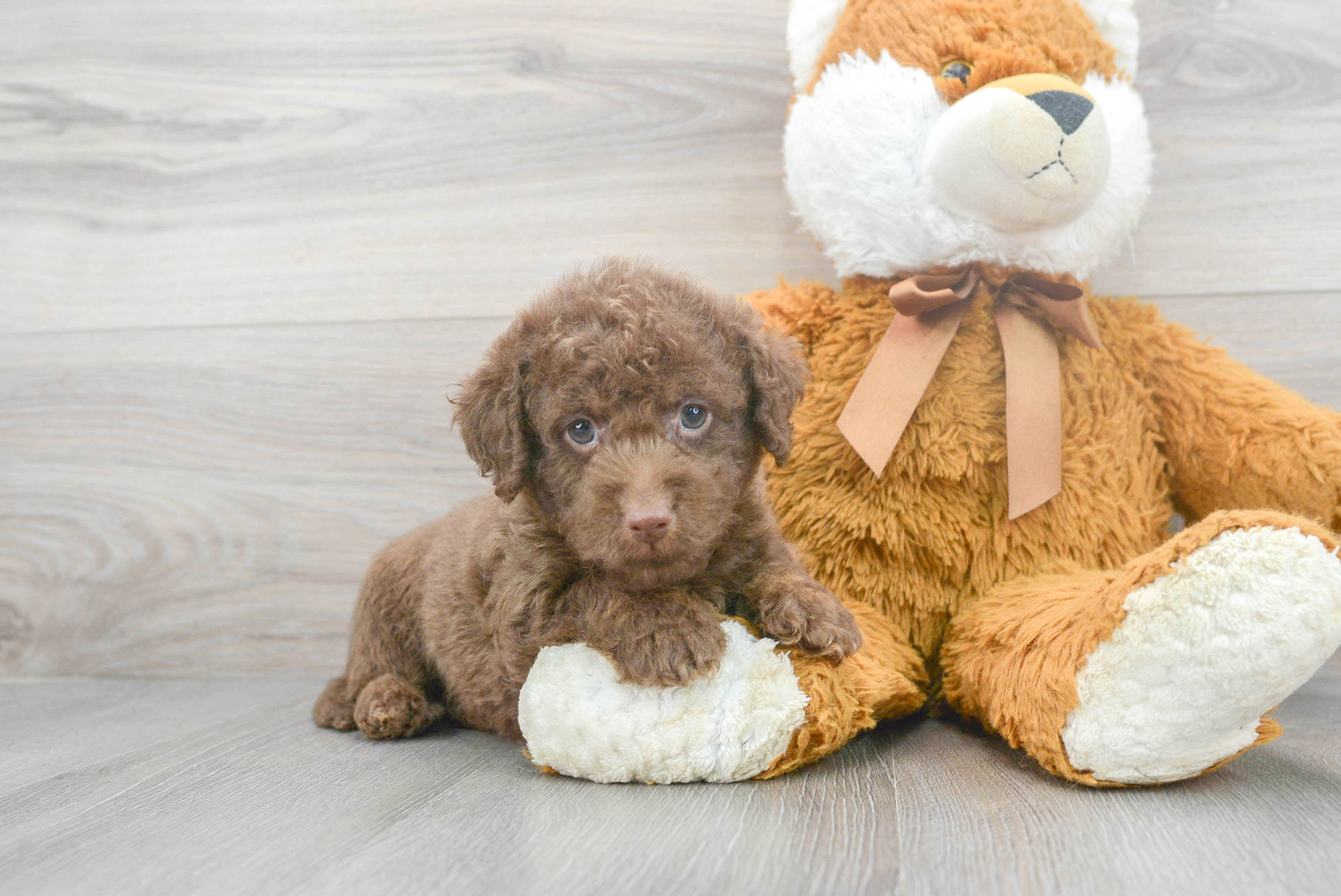 Baby discount labradoodle puppies