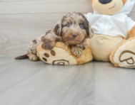 7 week old Mini Labradoodle Puppy For Sale - Premier Pups