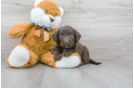 Meet Seinfeld - our Mini Labradoodle Puppy Photo 1/3 - Premier Pups