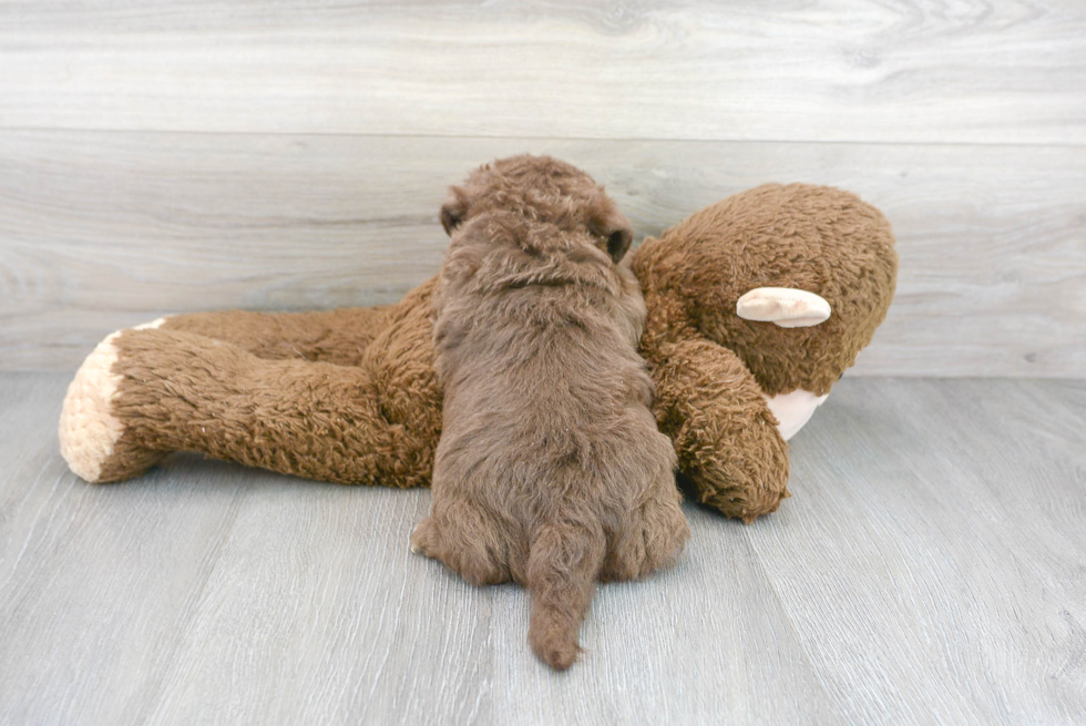 Meet Seinfeld - our Mini Labradoodle Puppy Photo 3/3 - Premier Pups