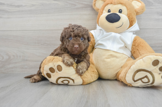 Playful Labrador Poodle Mix Puppy