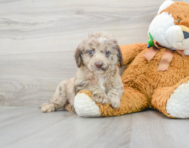 6 week old Mini Labradoodle Puppy For Sale - Premier Pups