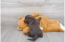 Meet Shadow - our Mini Labradoodle Puppy Photo 3/3 - Premier Pups