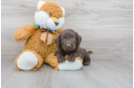 Meet Shadow - our Mini Labradoodle Puppy Photo 1/3 - Premier Pups