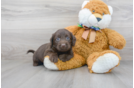 Meet Shadow - our Mini Labradoodle Puppy Photo 2/3 - Premier Pups