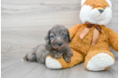 Popular Mini Labradoodle Poodle Mix Pup
