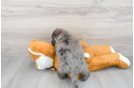 Smart Mini Labradoodle Poodle Mix Pup