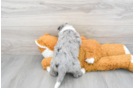 Hypoallergenic Labrador Poodle Mix Puppy