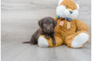 Meet Shinola - our Mini Labradoodle Puppy Photo 2/3 - Premier Pups