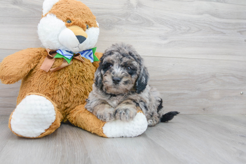 Meet Bruno - our Mini Labradoodle Puppy Photo 1/3 - Premier Pups