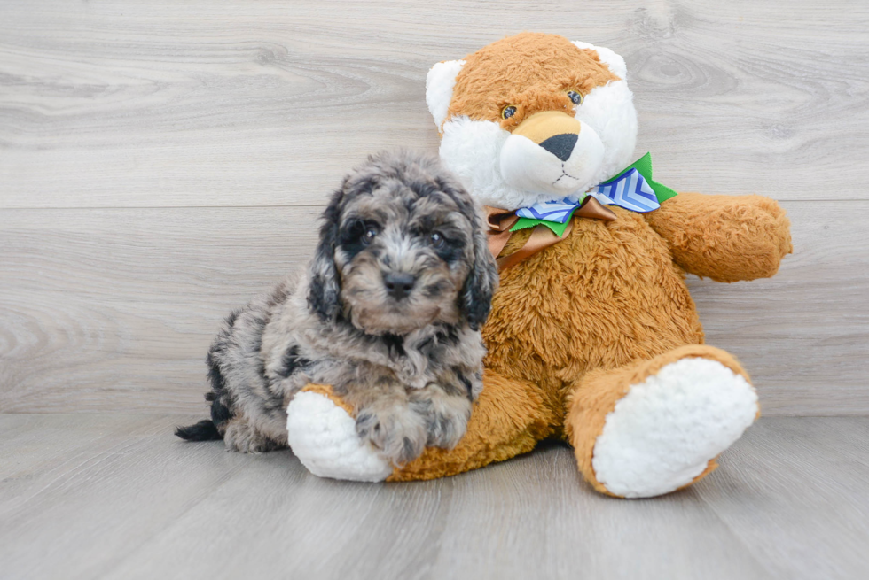 Meet Bruno - our Mini Labradoodle Puppy Photo 2/3 - Premier Pups