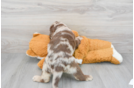 Best Mini Labradoodle Baby