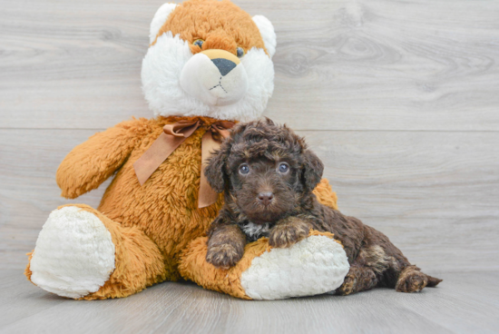 Fluffy Mini Labradoodle Poodle Mix Pup