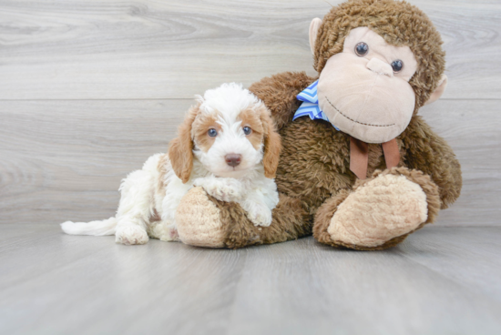 Adorable Labrador Poodle Mix Puppy