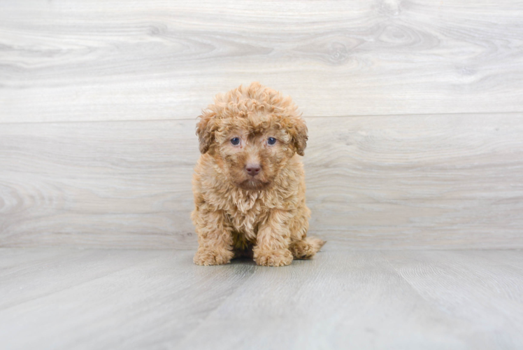 Meet Stapleton - our Mini Labradoodle Puppy Photo 1/4 - Premier Pups