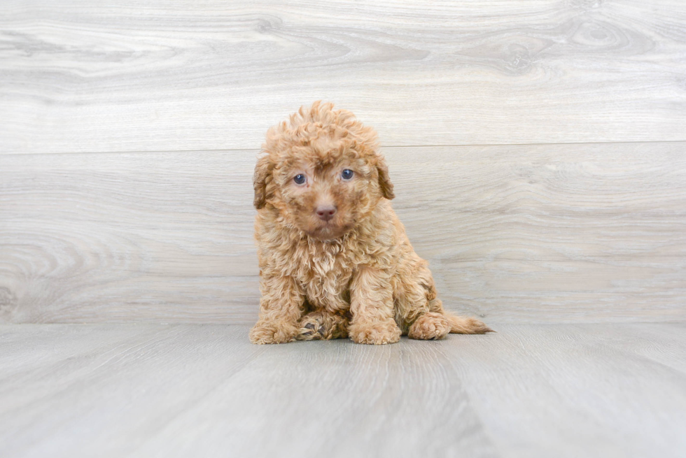 Meet Stapleton - our Mini Labradoodle Puppy Photo 3/4 - Premier Pups