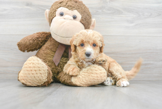 Best Mini Labradoodle Baby