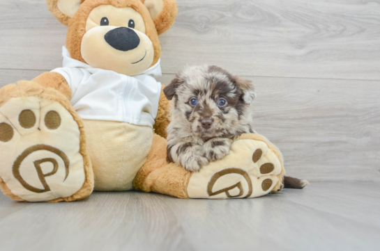 Energetic Labrador Poodle Mix Puppy