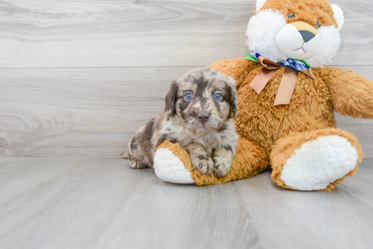 Meet Starbuck - our Mini Labradoodle Puppy Photo 2/3 - Premier Pups