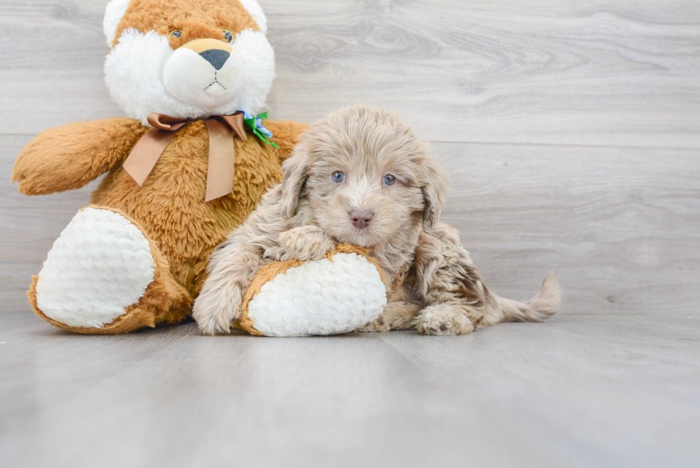 Meet Starbuck - our Mini Labradoodle Puppy Photo 1/3 - Premier Pups